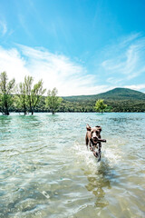 Weimaraner dog breed in the water, young weimaraner on a beach at a lake playing