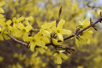 A branch of blooming forsythia. Yellow bush in early spring. Natural background
