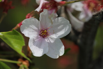春の庭に咲くソメイヨシノのサクラの花