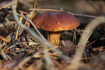 Maronen im Wald, Nahaufnahme