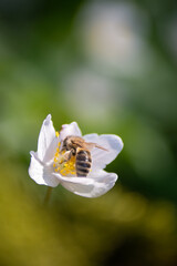 bee on a flower