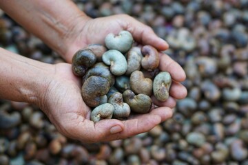 Farmer's hand hold cashew nut to select the best quality from the pile of cashew seeds. Organic...