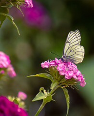 Fototapeta premium butterfly on flower