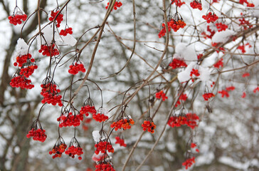 Beeren im Winter