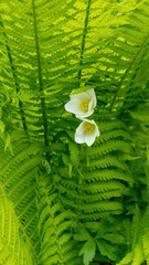 beautiful abstract background of two white flowers in green fern leaves. concept the time when the...