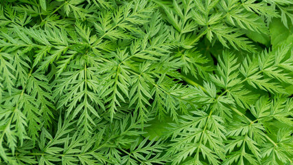 close up of green leaves