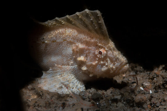 Cocatoo Waspfish with scientific name Ablabys macracanthus