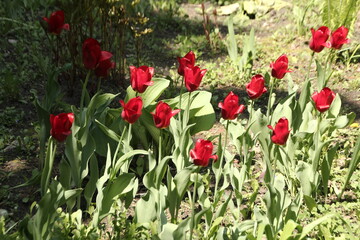 Obraz premium flowering