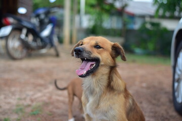 Thai dag playing in nature.