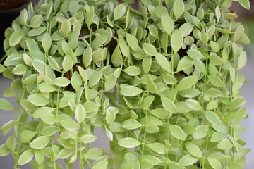 Close up green plants in nature.