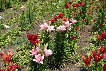 Blossoming lilies in pink and red in June