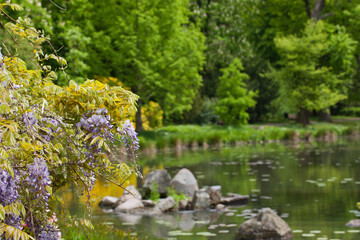 Blooming wisteria against a background of pond and trees, park.