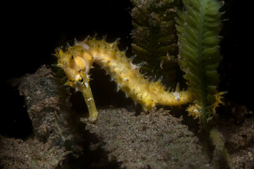 Yellow Thorny Seahorse or hippocampus histrix
