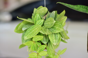 Close up green plants in nature.
