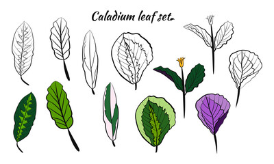 Caladium. Caladium leaf set. The leaves of the caladium plant. Hand drawn set of calladium leaves. Botanical illustration. 
