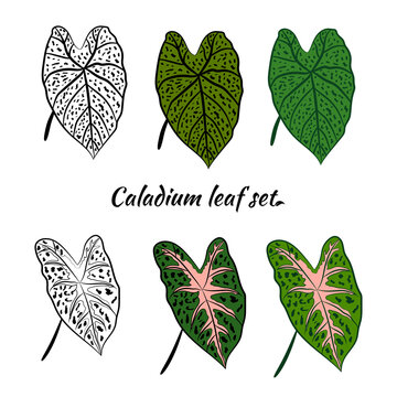Caladium. Caladium leaf set. The leaves of the caladium plant. Hand drawn set of calladium leaves. Botanical illustration. 