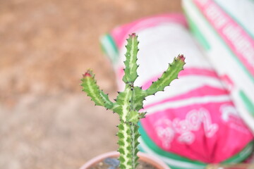 Close up green plants in nature.