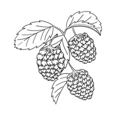 Graphic black-and-white illustration with raspberries on a sprig, isolated element on a white background. Botanical illustration for fabrics, packaging, garden.