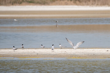 seagulls on the beach