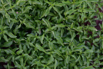 Close up green plants in nature.