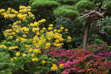 Blooming azaleas in a Japanese park, Wroclaw.