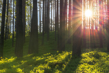 Landscape with sun and forest at sunrise. Sun rays shine through trees making colorful sunbeams.