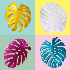 Monstera top view leaf model philodendron isolated on pastel background  © eakarat