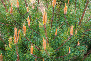 Fresh pine buds in spring.