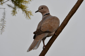 Dove on a branch