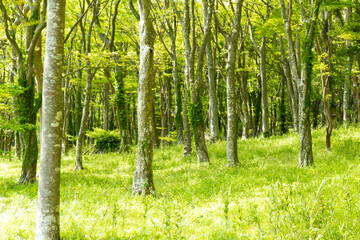 Naklejka premium 芦ノ湖の散策路