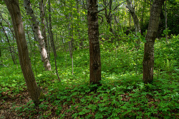 Obraz premium Trees in fresh green forest with beautiful green leaves on the ground. Ringve Botanical garden. Light between the tree trunks. Trondheim, Norway.