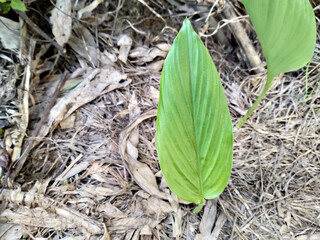 turmeric green leaf plant in the garden