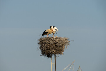 white stork and her baby stork in nest on an antenna