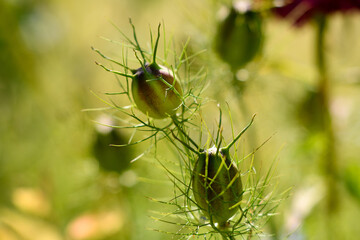 green flower in en field