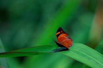 Butterflies perched on green leaves