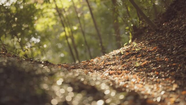 Natural environment of autumn forest, green leaves, contrast of brown ground