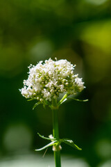 white flowers in the garden