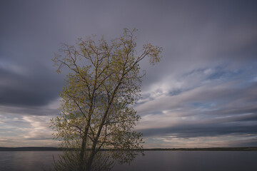 Fototapeta na wymiar A tree by Lake Mjøsa in spring.