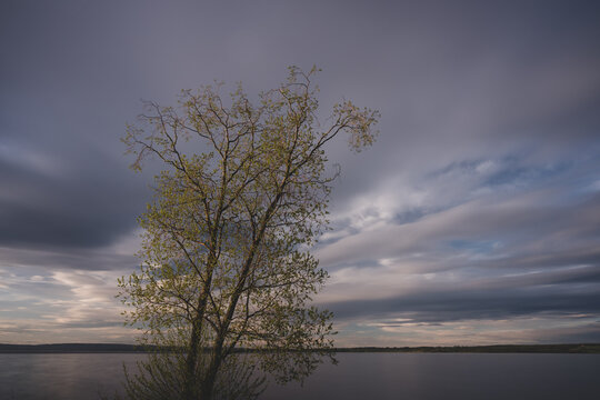A tree by Lake Mjøsa in spring.