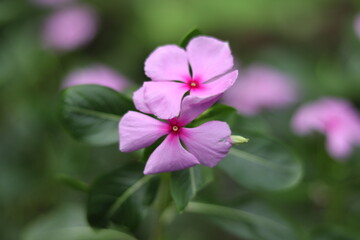 Obraz premium close up of a pink flower