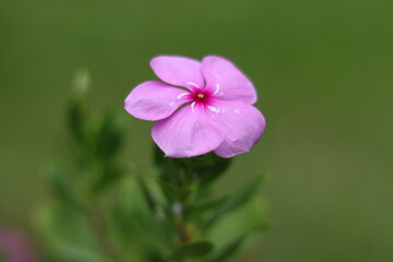 close up of a flower