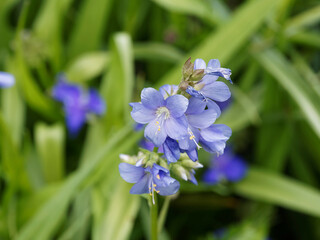 Polemonium caeruleum | Jakobsleiter oder Himmelsleiter mit langen Trieben und den himmelblauen Blüten