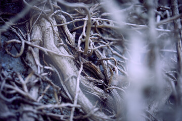 branches of plant
