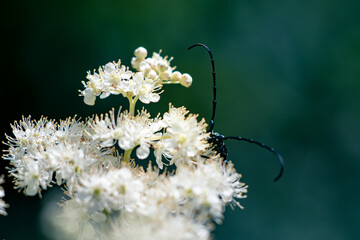 bug on white flower