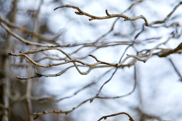 branches of plant