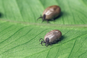A dangerous parasite and infection carrier mite sitting on a green leaf