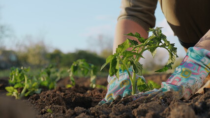 Woman planting seedlings in the field, close-up