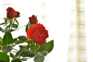 Red roses