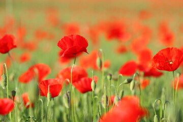 Fototapeta na wymiar The red poppy in the field