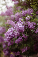 lilac flowers in spring in the park